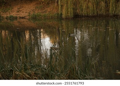 Wild autumn park and sunset, golden hour. Impressive view with river and ducks	 - Powered by Shutterstock