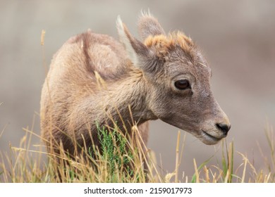 A wild, baby bighorn sheep grazing for food in a field in Badlands National Park in South Dakota.