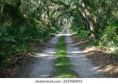 Wild baby boar on secluded pathway in the woods - Powered by Shutterstock