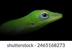 Wild baby cat eye green gecko in the dark of night. Black background. 