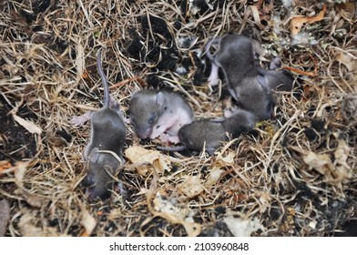 2,182 Mouse nest Images, Stock Photos & Vectors | Shutterstock