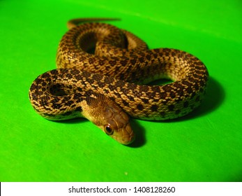 Gopher Snake Images Stock Photos Vectors Shutterstock