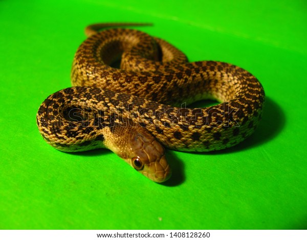 Wild Baby Gopher Snake Hatchling Stock Photo Edit Now 1408128260