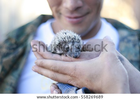 Wild baby hedgehog in the hands