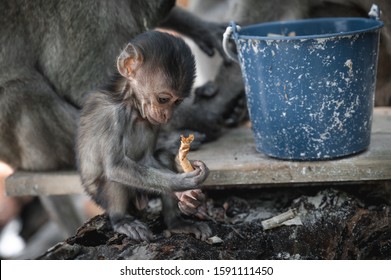 Wild baby monkey infant holds cigarette butts, tries to play with it and eat. Phi Phi island, hidden cove of Ao Ling Monkey Bay beach. Inhabitants of Thailand. Plastic pollution, save the environment.