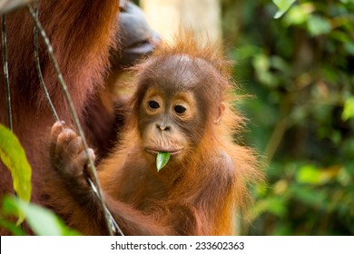 Wild baby and mother Orangutan eating young leaf in the forest of Borneo Indonesia.