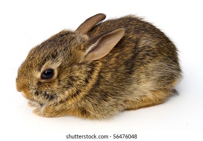 Wild Baby Rabbit.