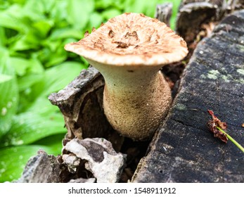 Wild backyard mushrooms in Michigan
