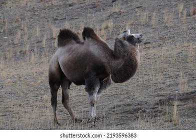 Wild Bactrian Camel Grazing On Mountain Slopes Of Altai