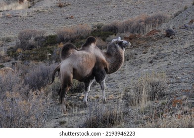 Wild Bactrian Camel Grazing On Mountain Slopes Of Altai