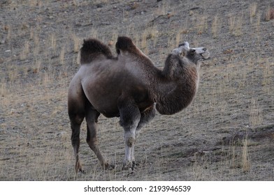 Wild Bactrian Camel Grazing On Mountain Slopes Of Altai