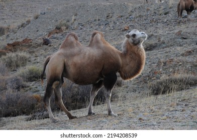 Wild Bactrian Camel Grazing On Mountain Slopes Of Altai