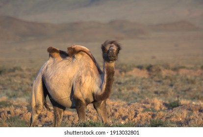 Wild Bactrian Camel In The Mountains Of Kyrgyzstan.