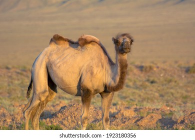 Wild Bactrian Camel In The Mountains Of Kyrgyzstan.