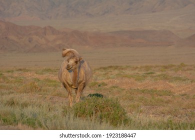 Wild Bactrian Camel In The Mountains Of Kyrgyzstan.