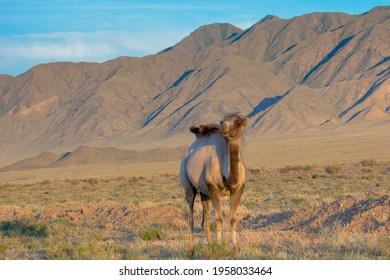 Wild Bactrian Camel In The Mountains Of Kyrgyzstan.