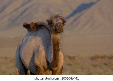 Wild Bactrian Camel In The Mountains Of Kyrgyzstan.