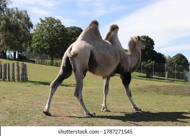 Wild Bactrian Camel In A Safari Park