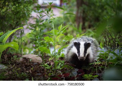 Wild Badger In Garden