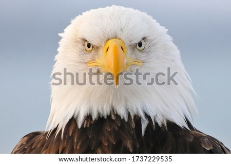 Wild Bald Eagle portrait in Winter Alaska