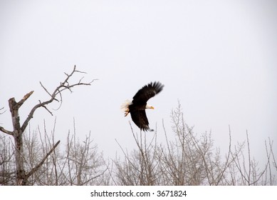Wild bald eagle soaring off a branch