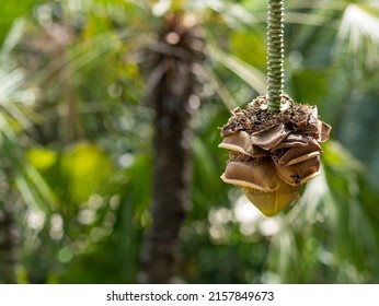 Wild Banana With Flowers And Stem Growing In Reverse Direction.