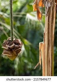 Wild Banana With Flowers And Stem Growing In Reverse Direction.