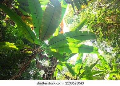 Wild Banana Plant In Forest