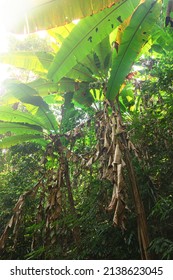 Wild Banana Plant In Forest