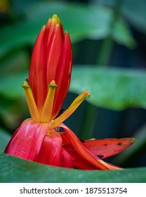 Wild Banana Plant (Musa Arunachalensis) Flower