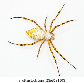 Wild banded garden orb weaving weaver spider - Argiope trifasciata - light color morph lacking black bands on abdomen. Yellow, orange, red coloring. Isolated on white background top dorsal view