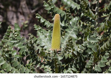 Wild Banksia Grandis Western Australia