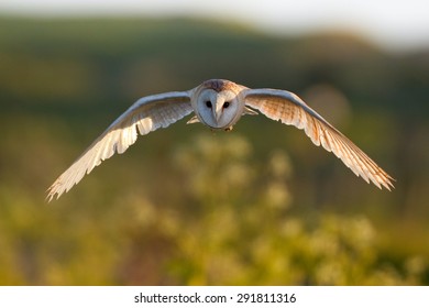 Wild Barn Owl in flight