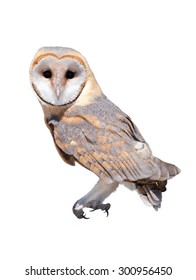 A Wild Barn Owl Isolated On White Background