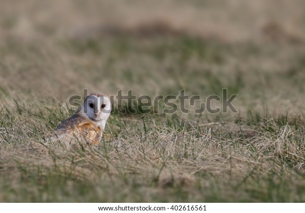 Wild Barn Owl Tyto Alba Stood Stock Photo Edit Now 402616561