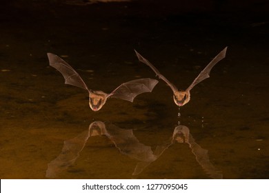 Wild Bat Photographed Night Showing Reflection Stock Photo (Edit Now