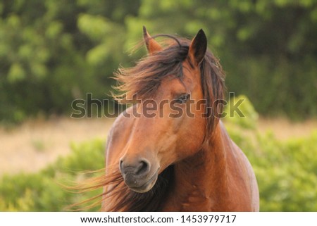 Wild bay Chincoteague pony stallion of Assateague Island named Bayberry. Wild pony with a long flowing mane.