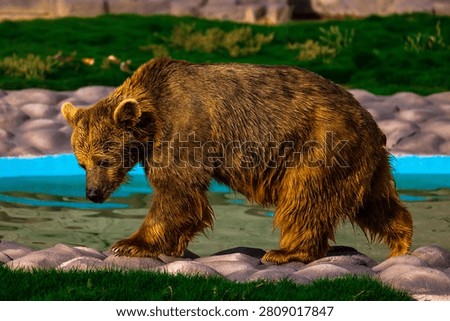Wild Bear Close Up Portrait