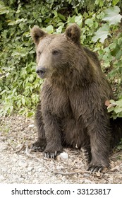 Wild Bear In The Forest