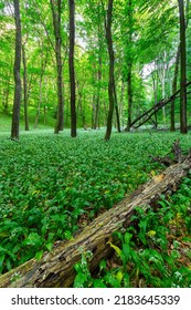 Wild Bear Leek Growing In The Forest