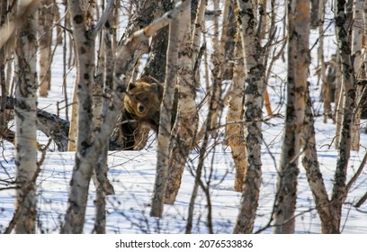 Wild Bear Looks Through  Thicket Of Trees And A Tangle Of Branches. Large Brown Bear Came Out Of The Den. The Predator Is Preparing To Attack.