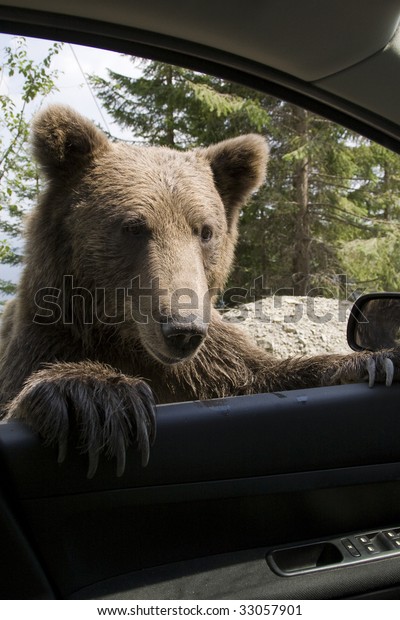 Wild Bear On My Car\
Window
