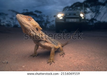 Wild bearded dragon (Pogona vitticeps) on a dirt road at dusk with vehicle in background