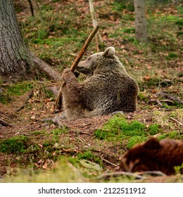 Wild bears of Synevyrska Polyana, brown bears rehabilitation center in Ukraine, bear games in the forest.
