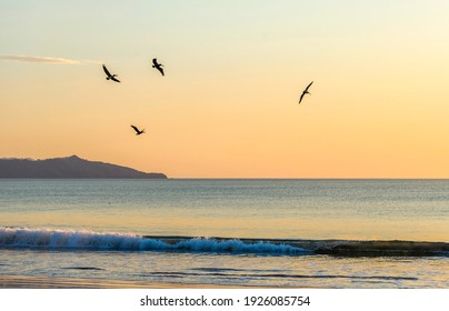 Wild beautiful birds - pelicans fishing in the ocean in sunset with big waves beach Playa Flamingo in Guanacaste, Costa Rica. Central America. - Powered by Shutterstock