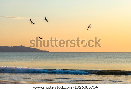 Wild beautiful birds - pelicans fishing in the ocean in sunset with big waves beach Playa Flamingo in Guanacaste, Costa Rica. Central America.