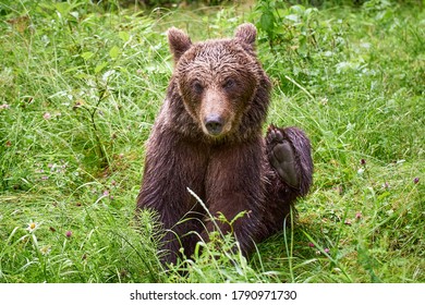 Wild Beautiful Brown Bear Seen In The Deep Forest From Romanian Carpathian Mountains 