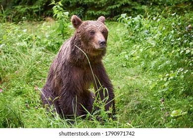 Wild Beautiful Brown Bear Seen In The Deep Forest From Romanian Carpathian Mountains 