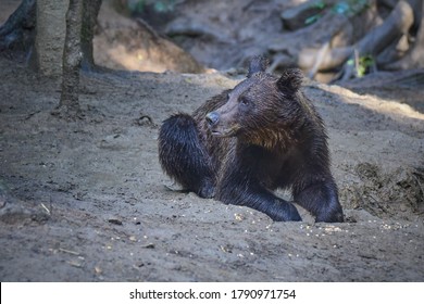 Wild Beautiful Brown Bear Seen In The Deep Forest From Romanian Carpathian Mountains 