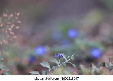 Garten Blumen Rasen Images Stock Photos Vectors Shutterstock